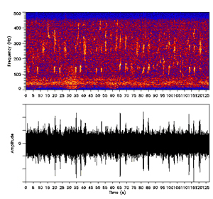 spectrogramme-baleine.jpg