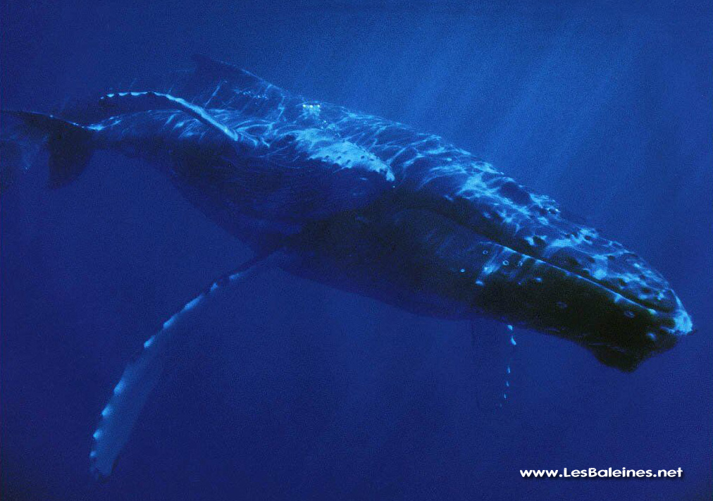 Baleine A Bosse