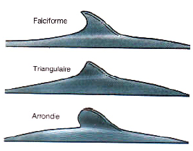 identification dorsale