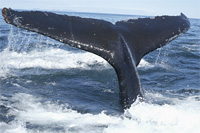 identification queue de baleine