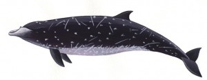 Baleine à bec de Blainville - dessin