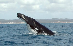 Baleine à bosse - saut