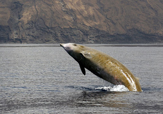 Baleine de Cuvier - saut