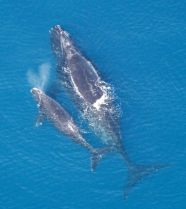 baleines franches de l'Atlantique Nord