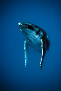 Baleine à bosse