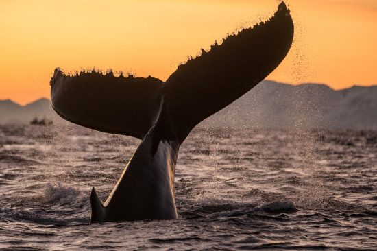 Queue d'une baleine à bosse