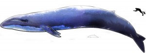 Baleine bleue : comparaison avec un humain