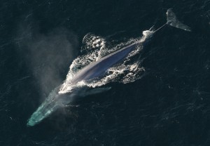 Baleine bleue vue de haut