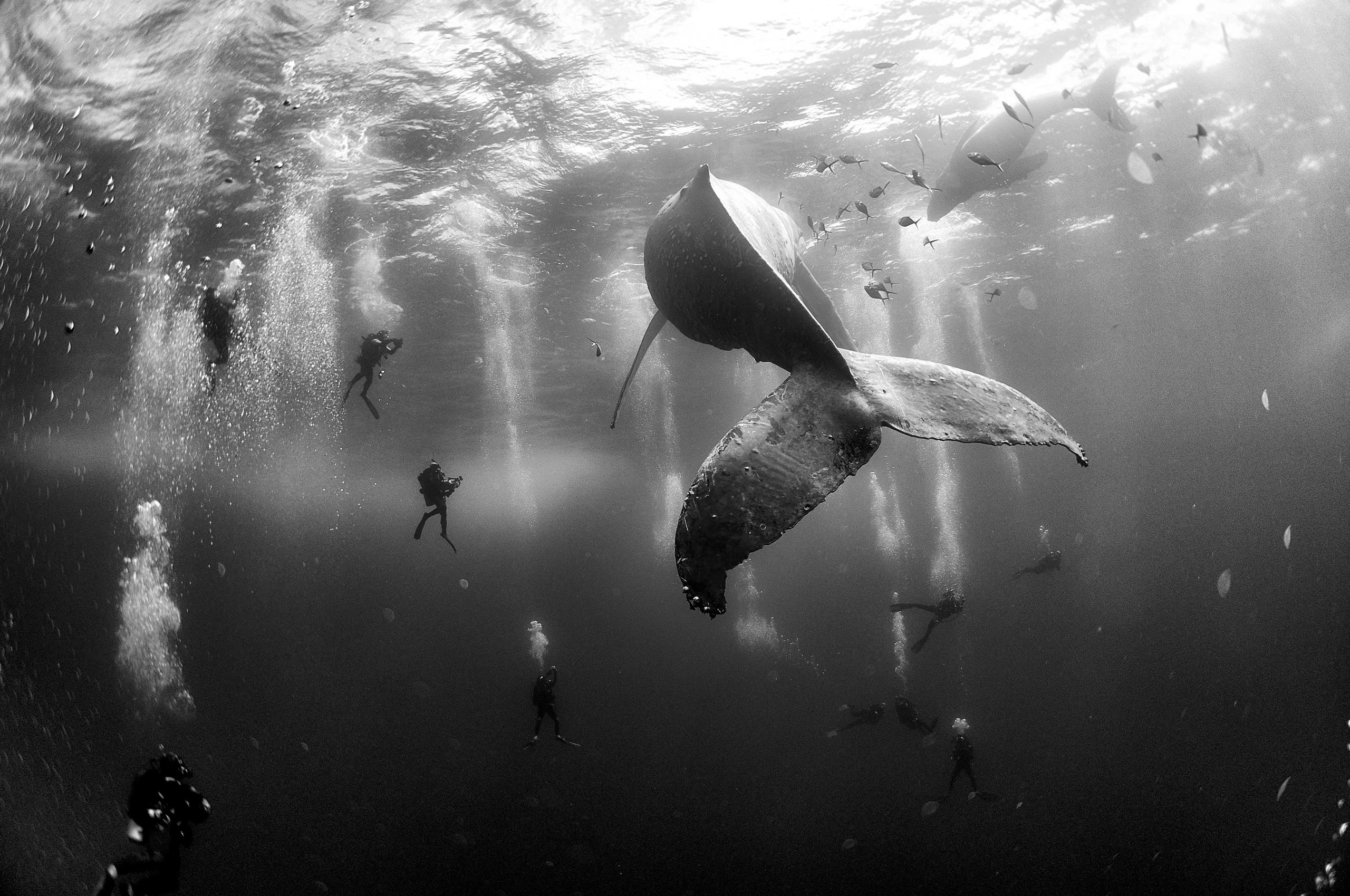 baleine et son petit au milieu des nageurs