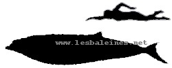 Baleine à bec de Blainville - comparaison avec l'humain