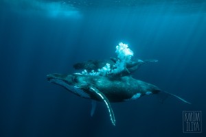 Baleine à bosse