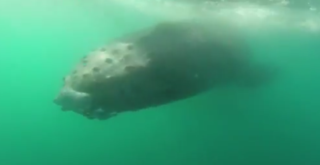 Bébé baleine à bosse sauvé par SeaWorld en Californie