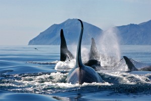 Orques dans la mer de Bering