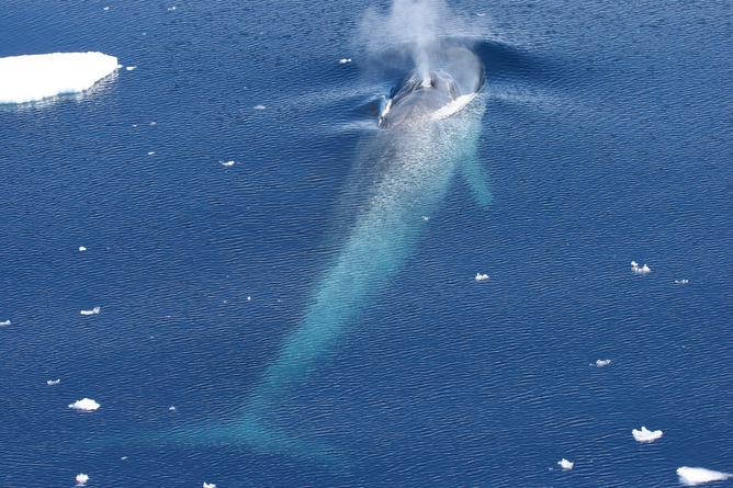 Baleine bleue souffle en Antarctique