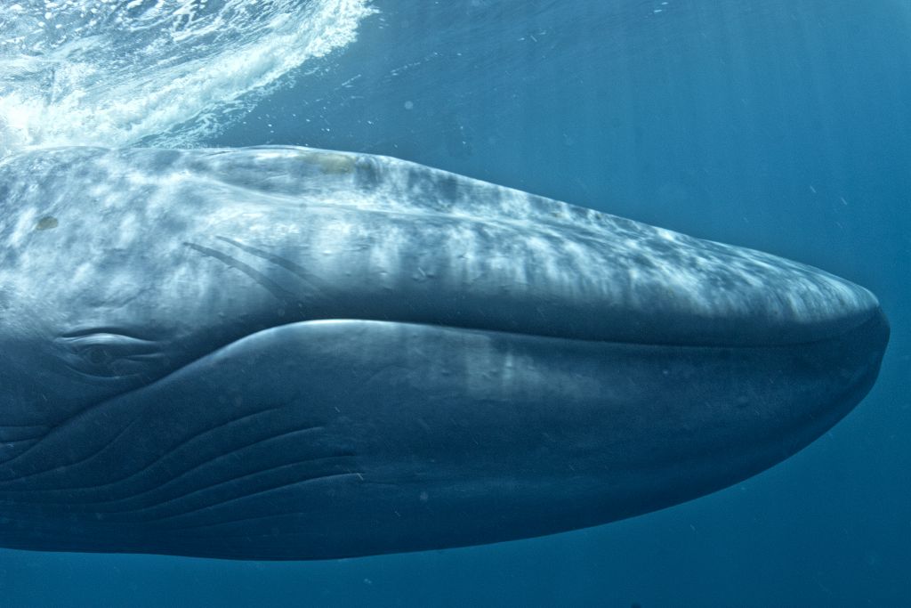 Baleine bleue en Antarctique