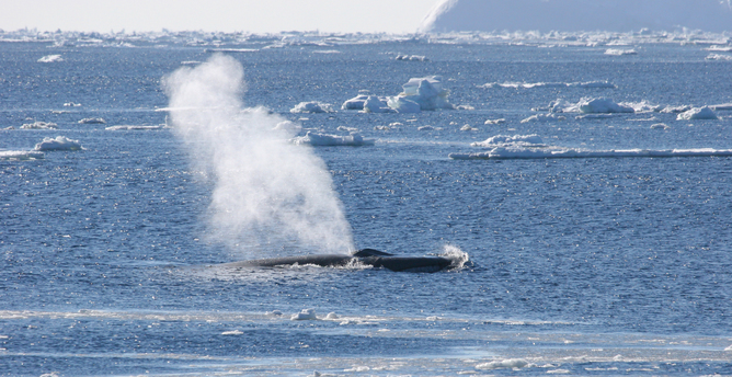 Baleine bleue souffle en Antarctique
