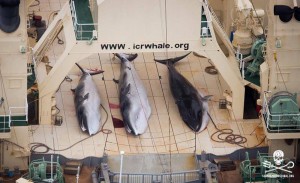 Le Japon chasse la baleine en Antarctique en 2016