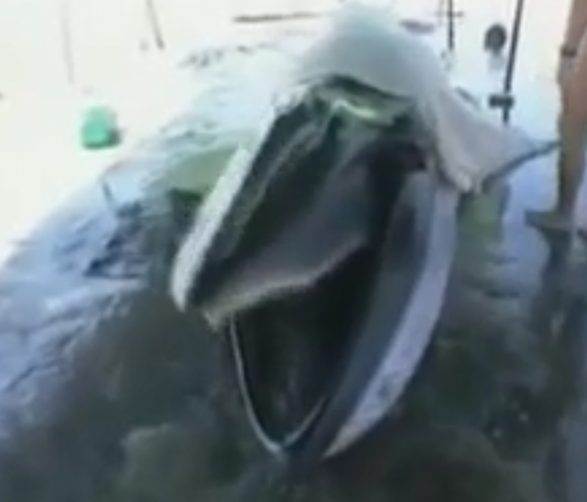 Mort d'une baleine à cause des sacs plastiques