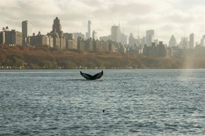 Baleine à bosse à New York (novembre 2016)