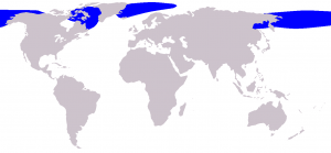 Répartition mondiale de la baleine boréale