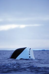 Baleine boréale, Nunavut, Canada