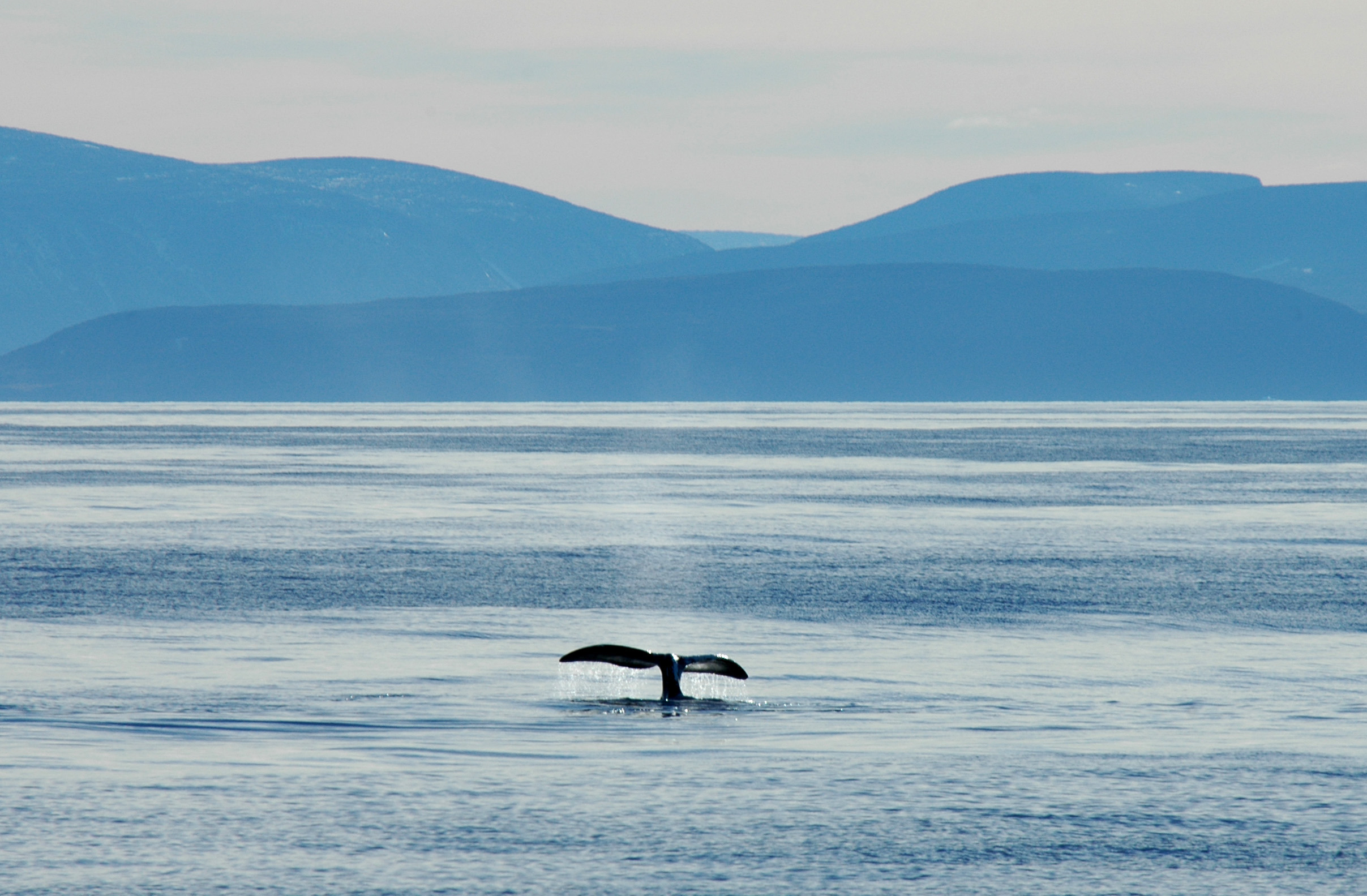 Baleine boréale, Baie Isabelle, Nunavut, Canada