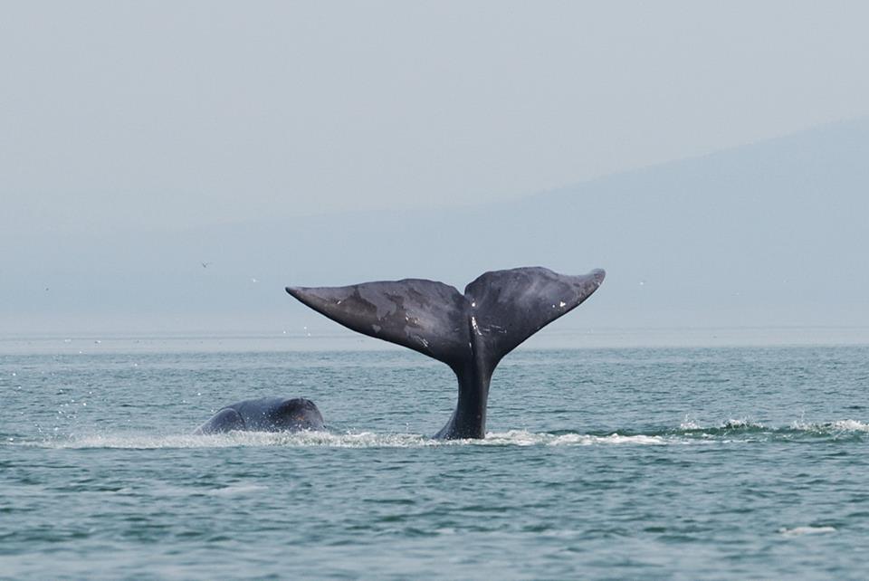 Baleine boréale en mer d'Okhotsk, Russie