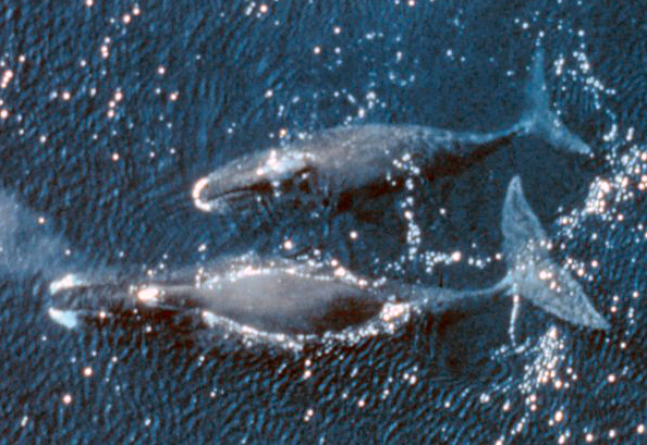 Baleines boréales