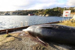 Baleine de Cuvier découverte avec 30 sacs de plastique dans l'estomac, Norvège