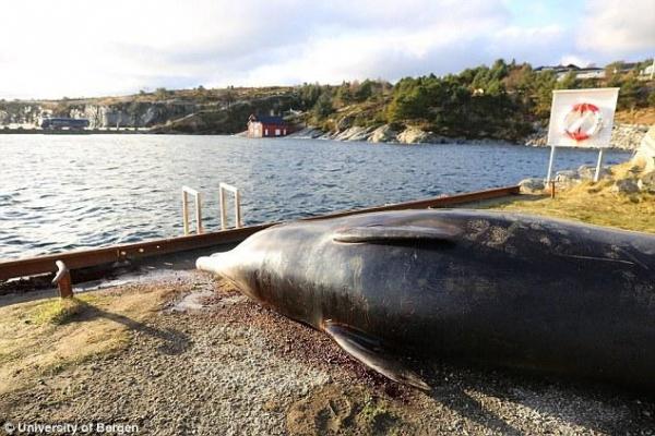Baleine de Cuvier découverte avec 30 sacs de plastique dans l'estomac, Norvège