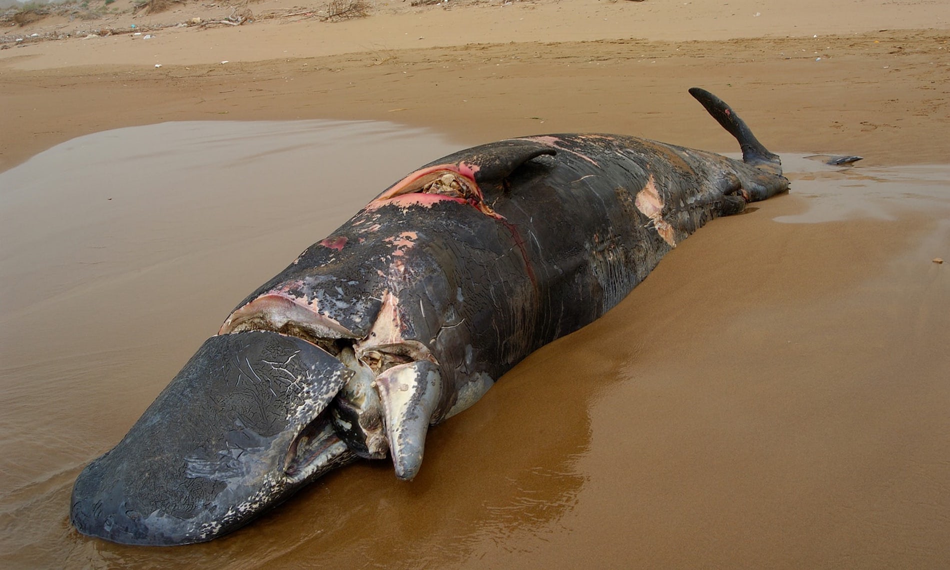 Baleine échouée tuée par une hélice en Grèce