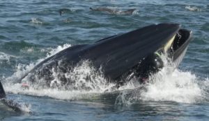 Afrique du Sud : un plongeur a été littéralement avalé par une baleine