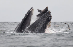 Une baleine à bosse avale un lion de mer !