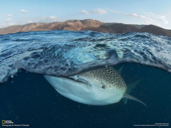 Requin-baleine à Djibouti