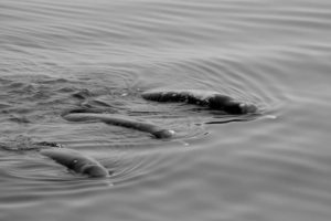 Baleines à bec non identifiées aperçues dans le détroit de Nemuro